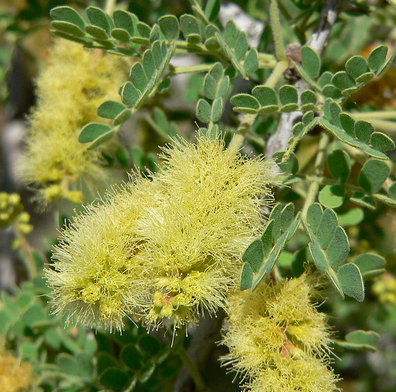 آکاسیا پنجه گربه ای